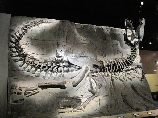 jurassic park fossil